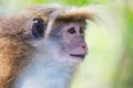 The rhesus macaque monkey (Macaca mulatta) Royalty Free Stock Photo