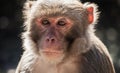 The rhesus macaque monkey (Macaca mulatta) Royalty Free Stock Photo