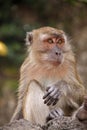 The rhesus macaque, monkey quitely sitting and looking away. Close-up with blurry background. Royalty Free Stock Photo