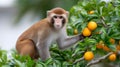 Rhesus macaque monkey reaching for an orange fruit Royalty Free Stock Photo