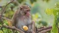 Rhesus Macaque Monkey Royalty Free Stock Photo