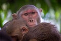 Rhesus Macaque Monkey with Siblings cuddled with each other for warmth on a winter day