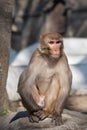 Rhesus macaque monkey sitting on a rock staring Royalty Free Stock Photo