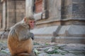 Rhesus macaque monkey sitting on a rock staring Royalty Free Stock Photo
