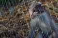 Rhesus Macaque Monkey