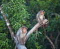Rhesus macaque monkeys on the tree over jungle in Rajamalai, Eravikulam National Park in Kerala state, South India