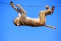 Rhesus macaque playing on a wire near Galta Temple in Jaipur, Ra