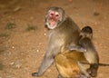 Rhesus macaque, Sariska Game Reserve, Rajasthan, I