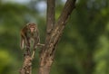 Rhesus macaque- curious looks