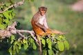 Rhesus macaque sitting on a tree near Galta Temple in Jaipur, Ra