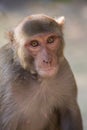 Rhesus Macaque sitting at Tughlaqabad Fort, Delhi, India