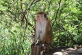 Asian Monkeys At-A-Glance Royalty Free Stock Photo