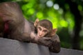 Rhesus macaques monkey sitting under the tree and looking straight into the camera