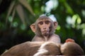 Rhesus macaques monkey are familiar brown primates or apes or Macaca or Mullata looking into the camera