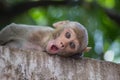 Rhesus macaques monkey are familiar brown primates or apes or Macaca or Mullata looking into the camera