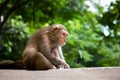 Rhesus Monkey are familiar brown primates or apes or Macaca or Mullata sitting on the wall and looking at a distance