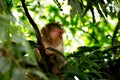 Rhesus macaques monkey in wildlife sleeping on the tree in tropical forest,