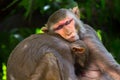 Rhesus macaques monkey in wildlife sleeping on the tree in tropical forest,