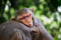 Rhesus macaques monkey in wildlife sleeping on the tree in tropical forest,