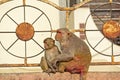 Rhesus macaques