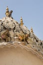 Rhesus Macaques, India