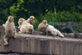 Rhesus Macaques (Macaca mulatta)