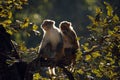 Rhesus Macaques