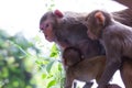 Rhesus macaques monkey are familiar brown primates or apes or Macaca or Mullata looking into the camera with red faces Royalty Free Stock Photo