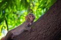 Rhesus macaques monkey are familiar brown primates or apes or Macaca or Mullata looking into the camera