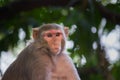 Rhesus macaques monkey are familiar brown primates or apes or Macaca or Mullata looking into the camera