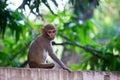 Rhesus macaques monkey are familiar brown primates or apes or Macaca or Mullata looking into the camera