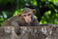 Rhesus macaques monkey are familiar brown primates or apes or Macaca or Mullata looking into the camera