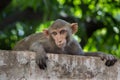 Rhesus macaques monkey are familiar brown primates or apes or Macaca or Mullata looking into the camera