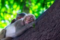 Rhesus macaques monkey in wildlife sleeping on the tree in tropical forest,