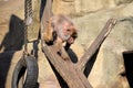 Rhesus macaques Old World monkeys