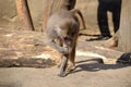 Rhesus macaques Old World monkeys