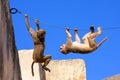 Rhesus macaques playing on a wire near Galta Temple in Jaipur, R