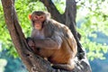 Rhesus makaque monkey Royalty Free Stock Photo