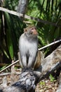 Rhesus Monkey