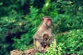 Rhesus monkey