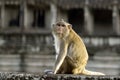 Rhesus monkey at Angkor Wat