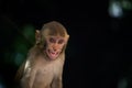 Rhesus Monkey are familiar brown primates or apes or Macaca or Mullata in aggressive or angry face