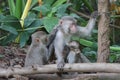 Rhesus monkey family having afternoon nap, nourishment and breastfeeding