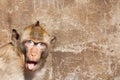 Rhesus monkey with his tongue sticking out, with human eyes and gray wall in the background Royalty Free Stock Photo