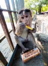 Rhesus monkey in india drinks from touristsÃÂ´ can