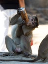 Rhesus monkey in india drinks from touristsÃÂ´ can