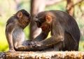 Rhesus monkey in india facepalms