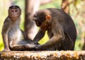 Rhesus monkey in india