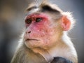 Rhesus monkey in india portrait
