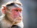 Rhesus monkey in india portrait